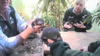 Four Baby Tasmanian Devils
