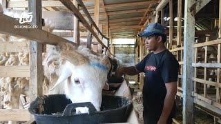 Nyambi Ternak Kambing Polisi Di Bojonegoro Kebanjiran Order Kurban