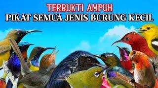 SUARA PIKAT SEMUA BURUNG KECIL RIBUT MP3