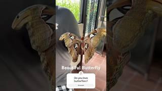 Beautiful Butterfly #butterfly #travel #bali #nature #viralshorts