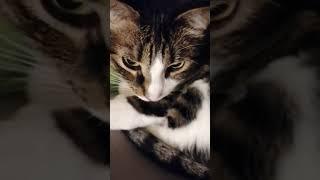 Ob meine Katze müde ist? #shorts #funnycats #katzen #trending #cats #katzenvideo #viral #cute #кошка