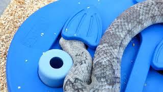 CHALLENGE False Water Cobra vs. Food Puzzle  Slithery #Shorts