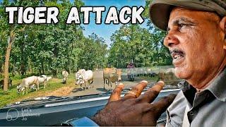 Wildlife  Tiger मुझ पर Attack करने वाला था  Wild Animals Attack  Bandhavgarh Tiger Attack