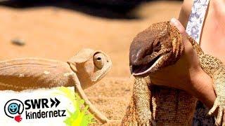 Reptilien Wer ist der nächtliche Besucher?  OLIs Wilde Welt  SWR Kindernetz