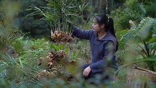 In the Deep Mountains of China Ginger can be Used in This Way?