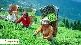 Tea Tourism of India