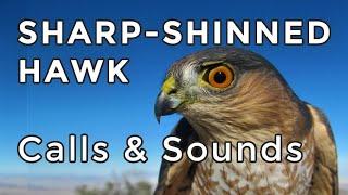 SHARP-SHINNED HAWK CALLS Learn their TWO most common sounds 2024