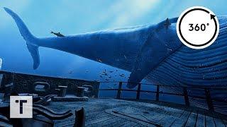 the Blu Whale Encounter  3D 360 VR