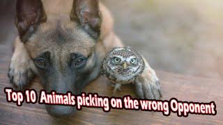 Top 10 animals picking on the wrong opponentssmall vs big