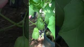 Chayote on Trellis #chayote #garden #gardening #plants