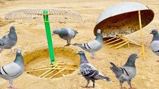 Easy Pigeon Trap 100% Work  How To Make Double Birds Trap  @qbtraps