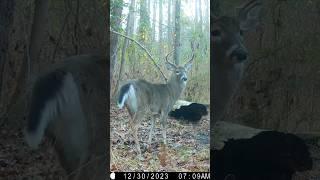 Rutting Buck Snort Wheeze #deerhunting #whitetaildeer #deer #animalshorts #trailcamera #wildlife