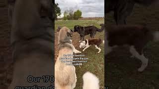 Our border collie gives our 170 lb livestock guardian dogs the cow dog treatment