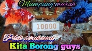 Borong ikan Cupang di BKT Duren Sawit Jakarta timur