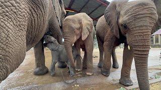 Young Elephants Timisa & Khanyisa Show Great Interest in Orphan Phabeni
