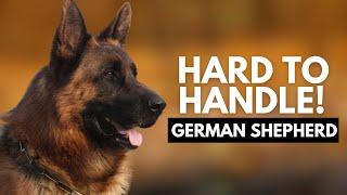 8 Reasons Most People Cant Handle a German Shepherd Dog