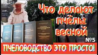 Что делают пчелы весной. Пчеловодство для начинающих и не только...