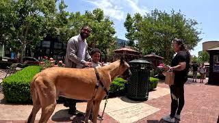 Cash 2.0 Great Dane at Victoria Gardens outdoor shopping mall in Rancho Cucamonga California 8