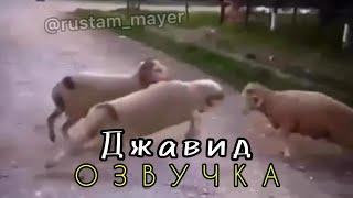 Джавид В Мире Животных новая озвучка