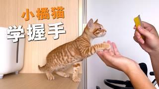 我用3天时间教小猫“握手”，结果...