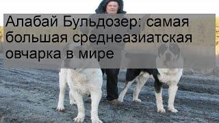 Алабай Бульдозер самая большая среднеазиатская овчарка в мире