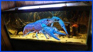 Adding BLUE LOBSTER To 75G AQUARIUM