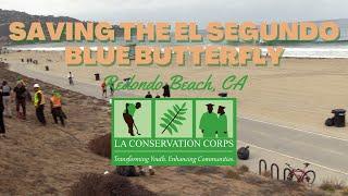 Saving the El Segundo Blue Butterfly