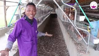 POULTRY FARM MANAGEMENT STRATEGY FOR YOUR FARM