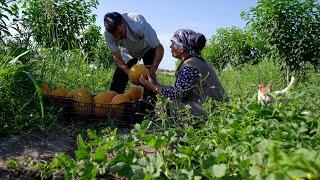 Sweet Harvest  Melon Picking and Syrup Making in the Village 