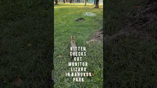 KITTEN VS. MONITOR LIZARD IN BANGKOK PARK #bangkok #bkk