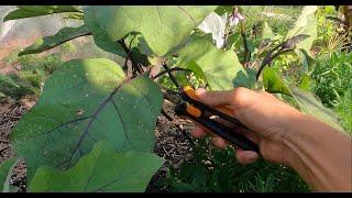 Gardening Tip  Pruning Eggplants