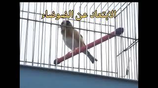 كيف اجعل طائر الحسون يغرد بسرعة؟ أسباب عدم تغريد الحسون؟ How do I make the goldfinch sing?