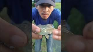 Mancing ikan wader babon babon cuy