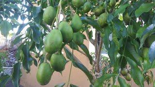 June Plum TreeAmbarella plantDwarf june plum. Crazy Fruiting All Year #jamaicanjuneplum