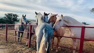 Potro cortejando potras de dos años. Primera vez.Caballo y yegua de Pura Raza Española.