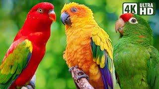 CUTE PARROTS  COLORFUL BIRDS  RELAXING SOUNDS  STUNNING NATURE  BEAUTIFUL PETS  STRESS RELIEF