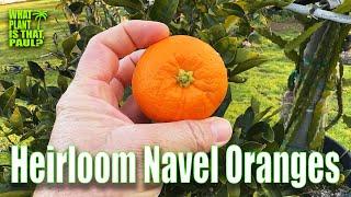 Heirloom Navel Oranges TASTE and REVIEW  ALSO A NAVEL HANDPICKED FROM MY YARD