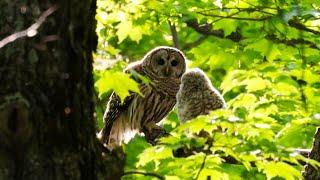 Barred Owl Feeding Owlets at the Nest for a Full Month