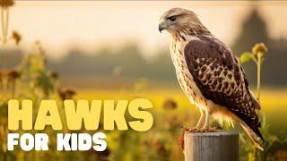 Hawks for Kids  Learn interesting facts about this apex predator