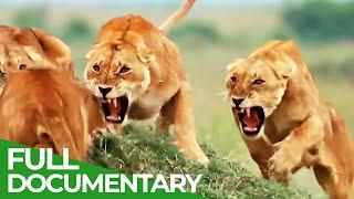 Survive the Wild  Episode 1 Rules of the Realm  Free Documentary Nature