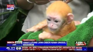 Unggul Bayi Lutung Jawa Lahir di Bali Zoo