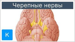 Черепные нервы - Анатомия человека  Kenhub