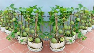 How to grow super sweet and fruity melons right at home not everyone knows