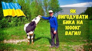 Все буде Україна Бики Годуєш Годуєш а воно тебе ще й на рога садовить. БИК  на 1000кг за 1.5 роки