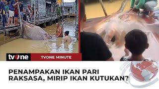 GEGER Warga Kalimantan Tangkap Ikan Pari Raksasa  tvOne Minute