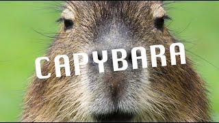 capybara lyric video