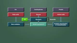 Metabolism Module 2 - Aerobic vs. Anaerobic Metabolism