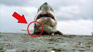 You Won’t Believe This They Caught Enormous Great White Shark - What Happens Next Will Shock You