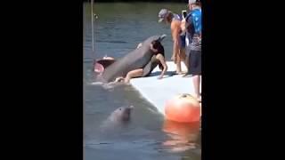 Hasta los delfines saben lo que quieren XD