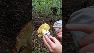 Ovolo buono Amanita caesarea come riconoscerlo